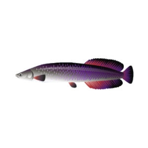 Purple Arapaima